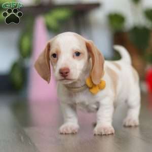 Charlie, Dachshund Puppy